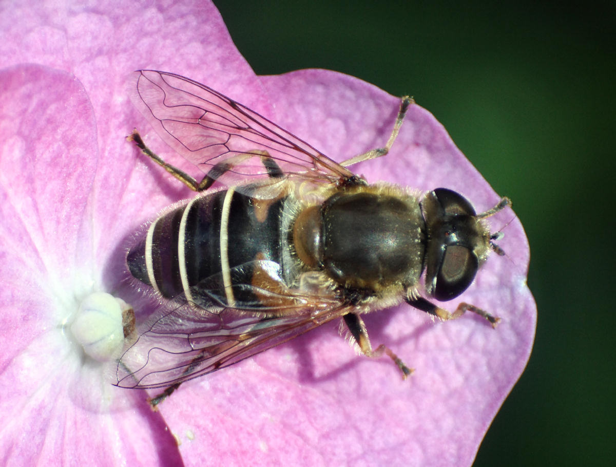 Eristalis interrupta